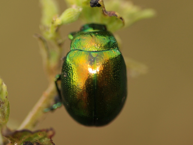 Chrysolina...? C. herbacea